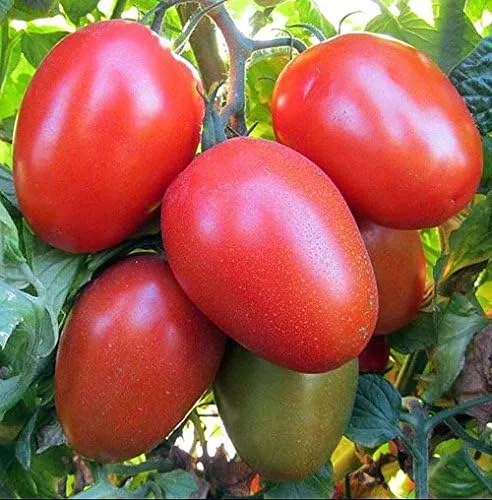 Miniatura 4 de Más de 30 semillas de tomate italiano Roma, reliquia sin OMG, determinadas, polinizadas abiertas, sabor anticuado, suaves, dulces, deliciosas
