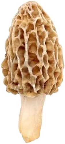 | Esporas de hongos Morel 1.41 oz en bolsa de aserrín - Morchella Esculenta, kit de cultivo de hongos True Morel, esporas de hongos morel frescos,