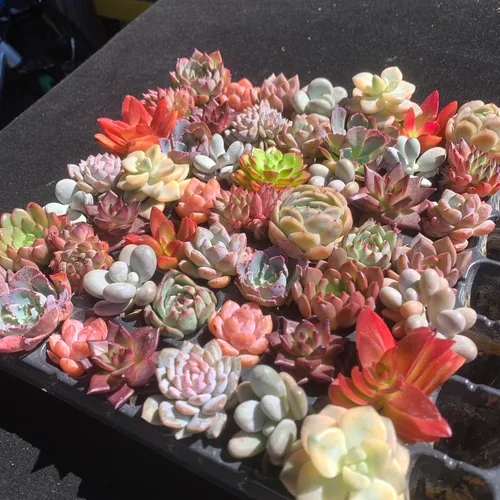 Miniatura 7 de Mezcla de plantas suculentas vivas raras, 0.5-1.5 pulgadas, misterio aleatorio a granel, sin maceta y tierra, 6/12/24 piezas, decoración