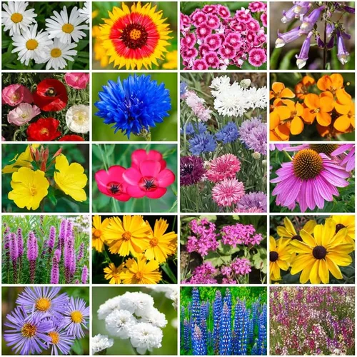 Miniatura 9 de Cultiva tu propia mezcla vibrante de semillas de jardín de flores silvestres anuales y perennes, variedades para polinizadores y jardines de Mezcla