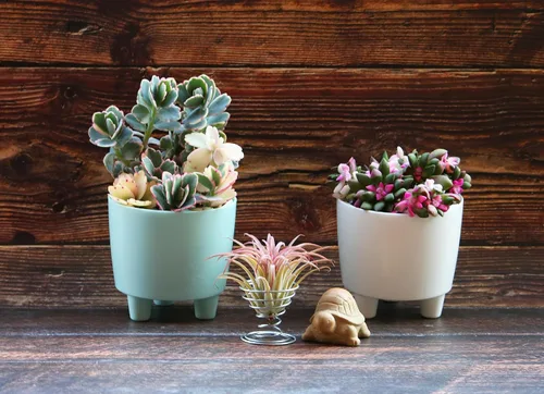 Miniatura 6 de Paquete de 4 mini macetas con indicador de nivel de agua para violetas africanas, plantas de interior pequeñas