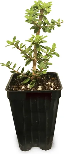 Miniatura 10 de Yerba Mate – Ilex paraguariensis by Wellspring Gardens – Planta de té sudamericana – Árbol del patrimonio cultural – Energizador botánico exótico