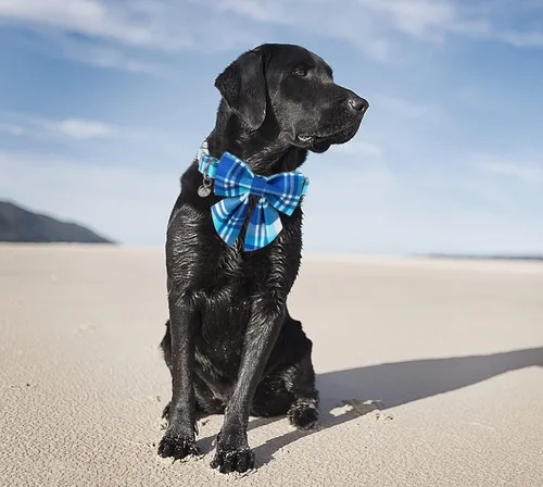 Miniatura 5 de DOGWONG Collar de perro de algodón a cuadros azules, collar de algodón para perro con lazo, lindo collar de perro para perros pequeños, medianos
