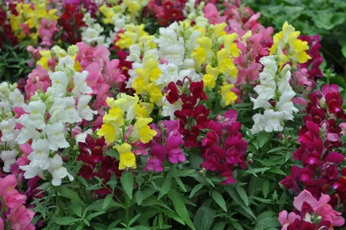Miniatura 5 de Snapdragon Cenicienta Mix Flores Anuales Gigantes Altas Delphinium