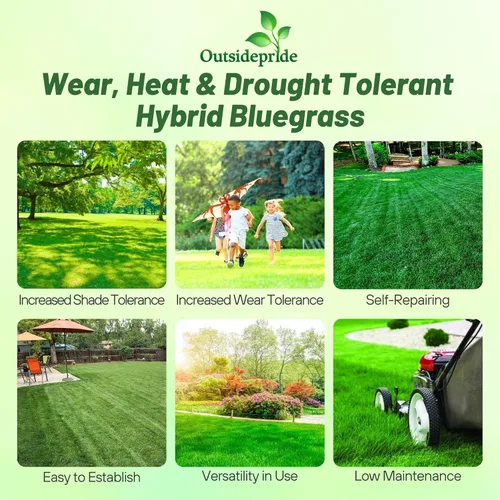 Outsidepride Semillas de Bluegrass híbridas SPF-30, tolerantes al calor y la sequía, mezcla de semillas de Bluegrass de Texas y Kentucky para climas
