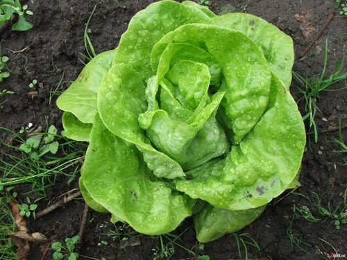 Miniatura 2 de Seeds May Queen Butterhead Lechuga sin OMG reliquia