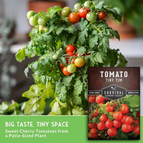 Miniatura 5 de Tiny Tim Semillas de tomate – Tomates cherry enanos para plantar en interiores o patio, variedad de reliquia compacta para contenedores, alto