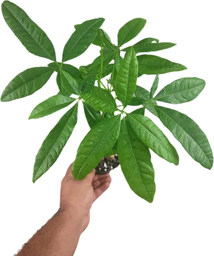 Miniatura 3 de Pachira Aquatica - Planta viva de árbol de dinero chino trenzado – Árbol bonsái vivo de 12 a 16 pulgadas de alto – Planta purificadora de aire