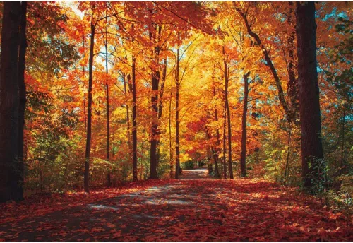 Miniatura 21 de Telón de fondo de otoño de 5 x 3 pies para sesión de fotos, tablero de madera de otoño para fotografía, decoración de pared de Acción de Gracias