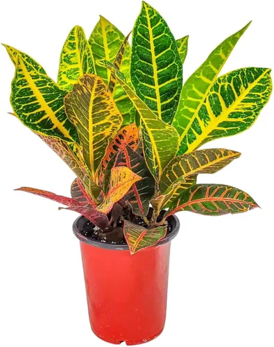 Tropical Plants of Florida Croton Petra - Planta viva de 1 galón, 12 a 16 pulgadas de alto, planta de follaje abigarrado para interiores y