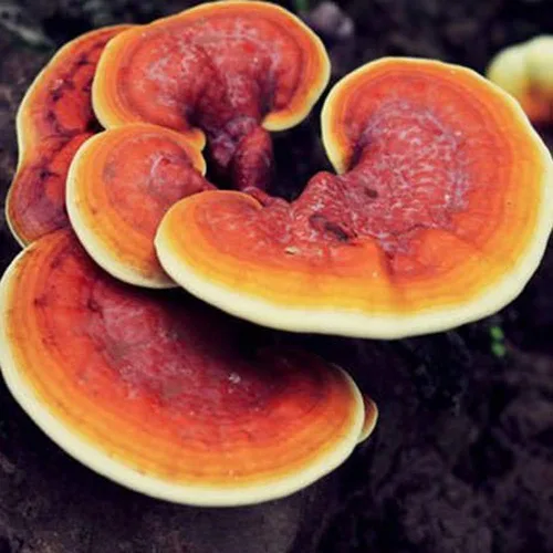 Miniatura 2 de Liquid Fungi Jeringa de cultivo de hongos Reishi rojo