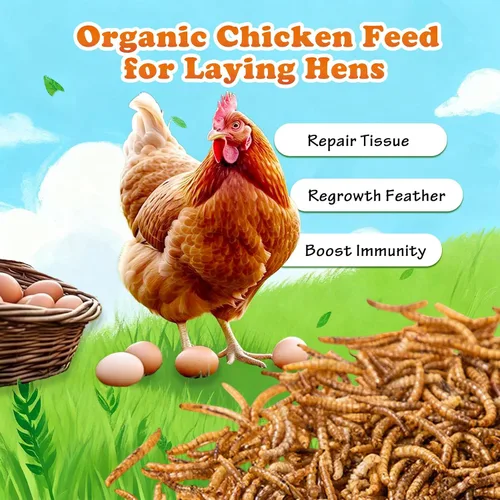 Miniatura 6 de Amzey Gusanos secos de harina de 2 libras, gusanos de comida 100% naturales para pollo y pájaros, alimento orgánico para gallinas ponedoras, alto