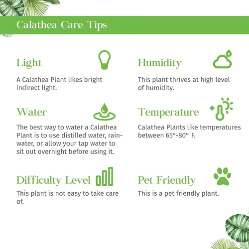 Miniatura 6 de Planta Viva de Aloe Vera para Interior Diferentes Plantas de Casa en Maceta de 4 Pulgadas & 6 Pulgadas Planta Real para Sala de Estar, Oficina