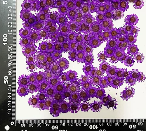 Miniatura 5 de 12 piezas de girasoles amarillos brillantes, flores secas prensadas reales y naturales para arte con resina y manualidades DIY