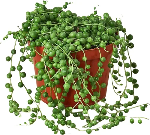 Miniatura 13 de Suculenta Crassula Jade Planta viva para interior Diferentes plantas de interior en maceta de 4 y 6 pulgadas Planta de casa real para sala