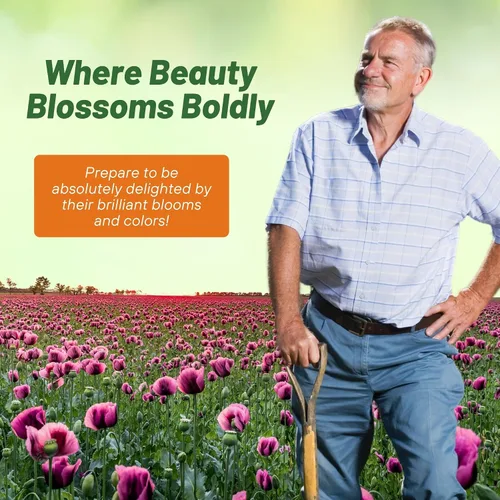 Miniatura 5 de Outsidepride Purple Gleam - Semillas de amapola California – 5000 unidades. Semillas anuales, tolerantes a la sequía y fáciles de cultivar
