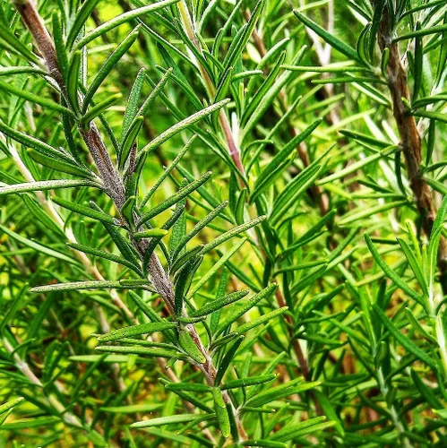 TomorrowSeeds - Semillas de romero - Más de 200 unidades - para plantar 2025 Blue Toscana Perenne Hierbas Jardín Mediterránea Rosmarino Romero