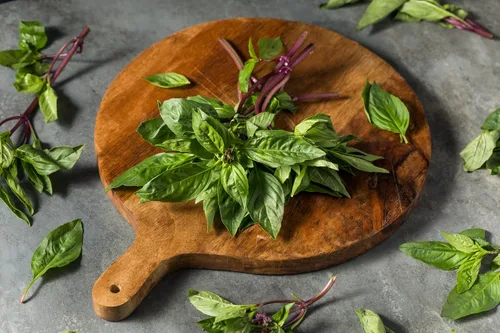 Miniatura 7 de TKE Farms & Gardens - Semillas de albahaca tailandesa para plantar, más de 500 semillas de reliquia sin OMG, hierba fácil de cultivar, jardinería