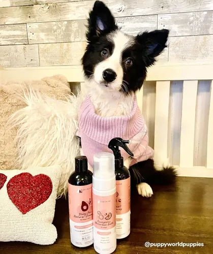 Miniatura 7 de kin+kind Champú seco sin agua para perros, sin enjuague, elimina la picazón y el olor, fórmula natural con hamamelis, aceite de coco, aceite
