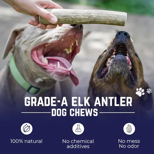 Miniatura 2 de Devil Dog Pet Co. Cornamentas de alce para perros, extra grandes 17,8 cm+, 1 paquete, grado A, masticable duradero para masticadores agresivos, asta