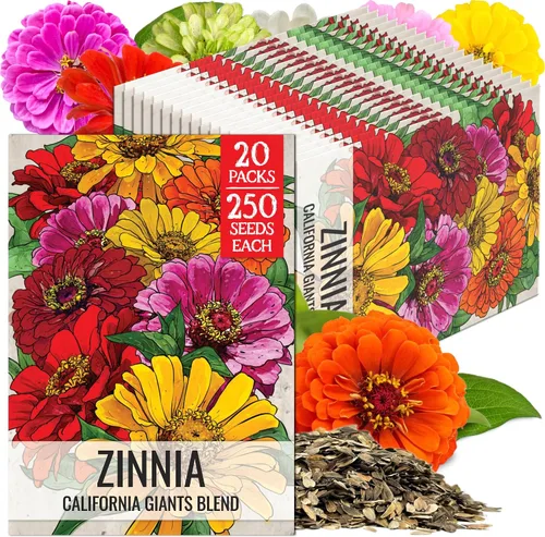 Miniatura 30 de Seed Needs California Giants - Semillas de zinnia – 250 semillas tradicionales para plantar Zinnia elegans – Cultiva flores anuales polinizadas
