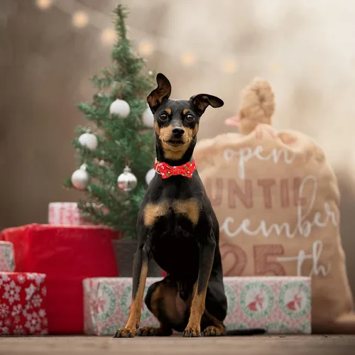 Miniatura 5 de Collar de perro con lazo, collares de Navidad con lazo desmontable y hebilla de metal, collar ajustable, regalo para perros pequeños, medianos