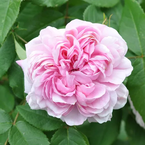Heirloom Roses Planta de rosas - Jacques Cartier Rosa Rosado, Planta viva Portlands para plantar al aire libre