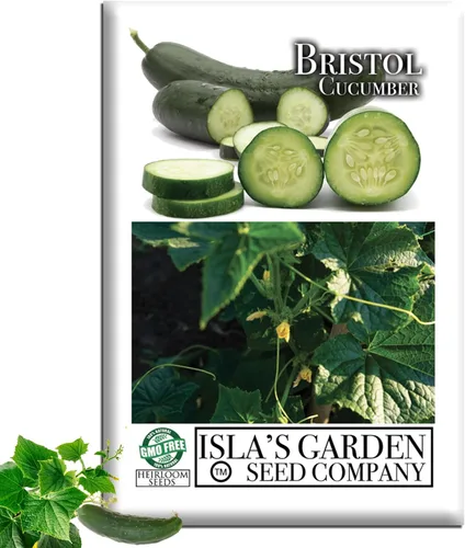 Semillas de pepino "Bristol" para plantar, más de 25 semillas por paquete, semillas de jardín de Isla (semillas de jardín de Isla), semillas sin OMG