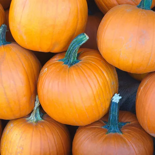 Semillas de jardín de calabaza, variedad de tarta de azúcar, 1 onza, sin OMG, calabazas de reliquia, ideales para pasteles y enlatados, semillas de