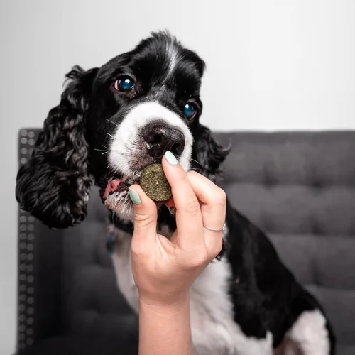 Miniatura 8 de Chippin Golosinas saludables para perros, galletas crujientes totalmente naturales con espirulina real, col rizada, avena, sin carne