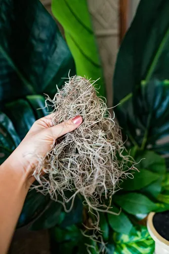 Miniatura 3 de Musgo español fresco para plantas en maceta, manualidades y arreglos florales. Musgo de relleno de plantas verdes súper suave, musgo fresco limpio