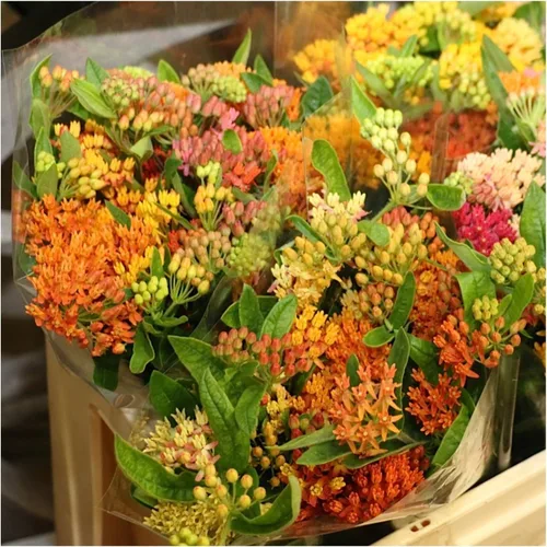 Miniatura 2 de Seed Needs, Autumn Blaze Semillas de algodoncillo – 100 semillas de reliquia para plantar asclepias – Planta hospedadora perenne para cultivar un
