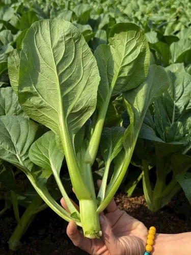Miniatura 8 de 4000 semillas de Choy Sum de alta calidad – Cải Ngồng – Yu Choy – Semillas de col china en flor – Sin OMG, reliquia, tasa de germinación del 99%