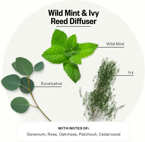 Miniatura 2 de Apoteke Difusor de Aroma Esencial con Varillas de Ratán de Lujo para el Hogar, Menta Silvestre y Hiedra - 6.7 Fl Oz de Aceite Esencial