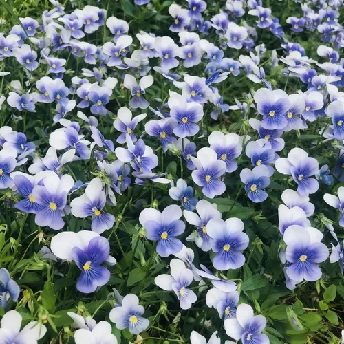 Miniatura 7 de Más de 200 semillas de pensamiento para plantar, semillas de flor de viola perenne de colores mixtos, semillas de pensamiento sin OMG para jardín