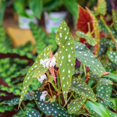 Miniatura 4 de Begonia - Planta viva para exteriores, puede crecer como begonia llorona, planta de floración de rápido crecimiento y fácil cuidado