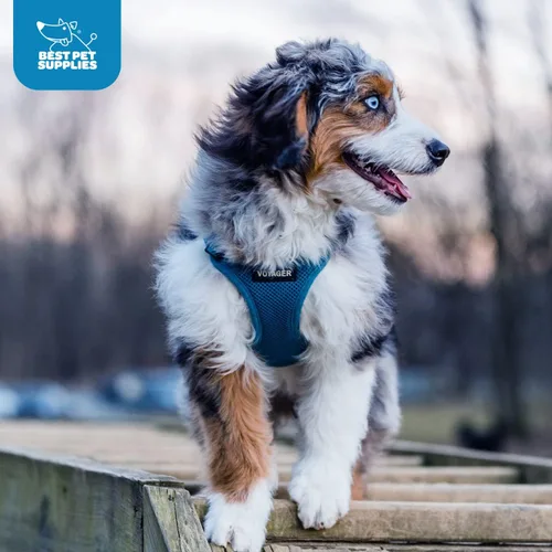 Miniatura 86 de Best Pet Supplies Voyager Step-in Air Arnés – Malla para todo clima, reflectante, arnés antitirones para perros y gatos, seguro con cierre de gancho