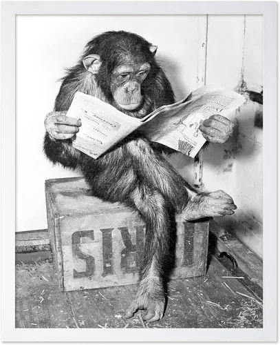 Miniatura 57 de Poster Master Póster de Chimpancé - Impresión de Mono Leyendo Periódico - Arte de Pared de Mono - Regalo para Hombres, Mujeres y Amantes