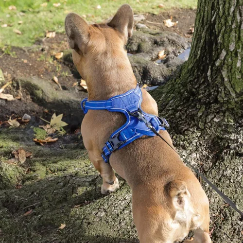 Miniatura 9 de Voyager por Best Pet Supplies – Arnés delantero ajustable sin tirones con tecnología reflectante 3M Arnés (nailon celosía azul real)