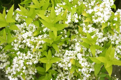 Miniatura 2 de Chardonnay perlas Deutzia, color blanco planta de floración en 2 Galón Pot – Deutzia Gracilis "perlas Chardonnay