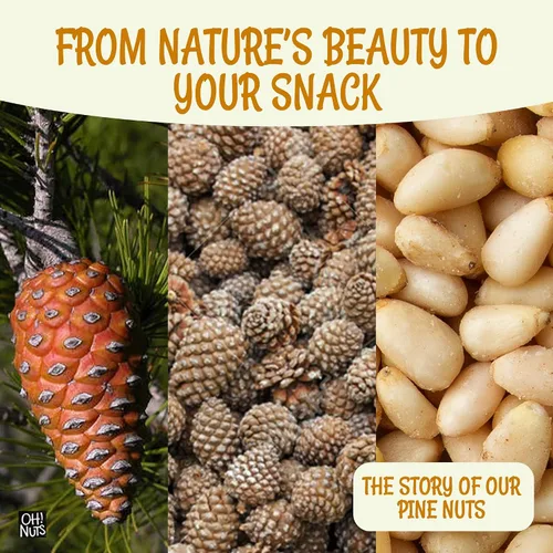 Miniatura 6 de Oh! Nuts Pinos nueces (Pignolias) Bolsa de 0.5 libras (8 onzas) de piñones frescos a granel para hornear, aperitivos, ensaladas y pesto Nueces
