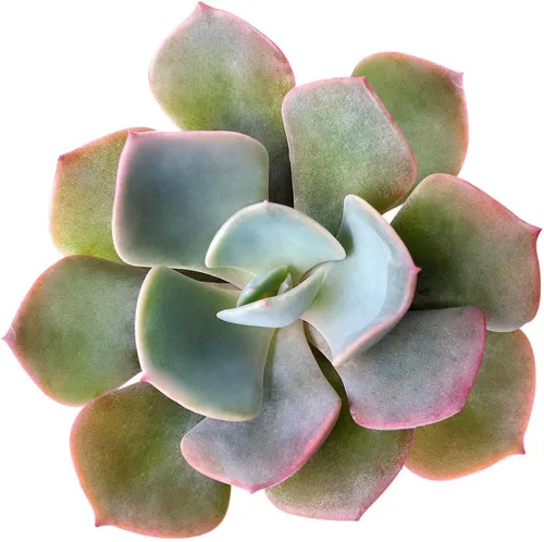 Miniatura 7 de Suculentas vivas Echeveria Elegans Bola de nieve mexicana de 4 pulgadas - Plantas suculentas vivas - Plantas suculentas raras vivas - Plantas Bola