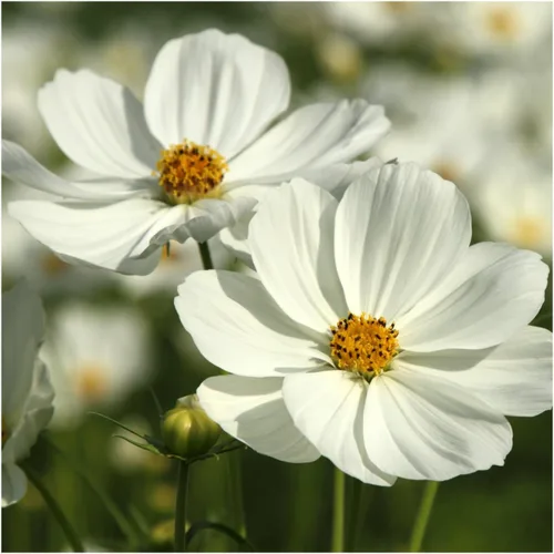 Miniatura 2 de Seed Needs Cosmos Seeds para plantar flores cosmo blancas de pureza, reliquia y flores silvestres polinizadas abiertas para plantar y cultivar un