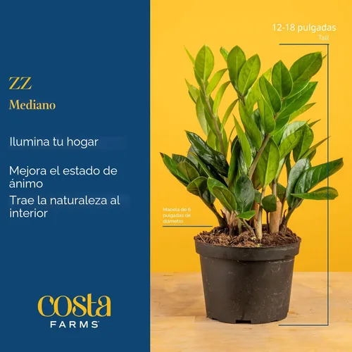 Miniatura 4 de Costa Farms ZZ Planta viva en maceta decorativa, fácil de mantener, planta de interior purificadora de aire, perfecta para decoración del hogar