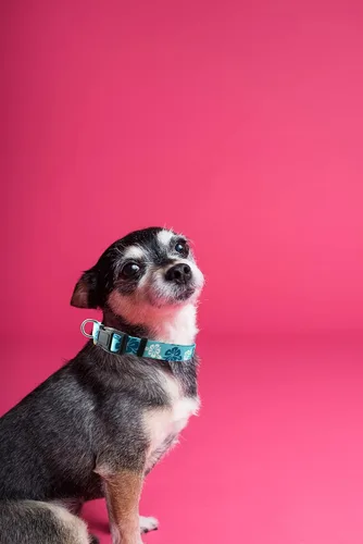 Miniatura 3 de Collar de perro, bonito patrón floral, collar suave y ajustable con hebilla de liberación rápida (XS (cuello 9-13 pulgadas, ancho 3/8 pulgadas)