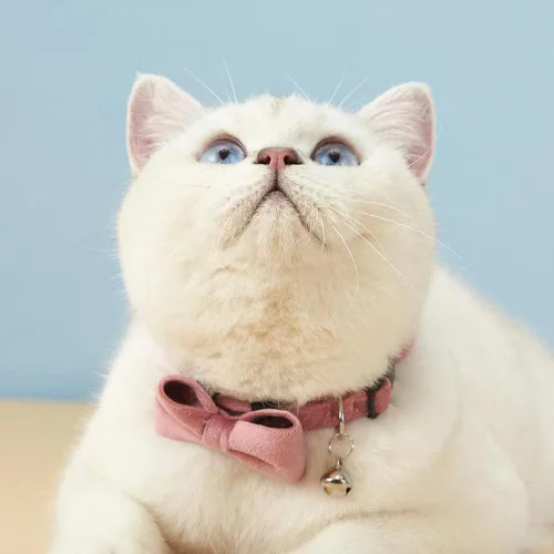 Miniatura 6 de Love Dream Collar de gato con pajarita y campanas, paquete de 2 collares de terciopelo de seguridad para gatitos con pajarita extraíble para gatos