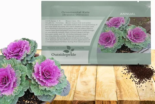 Outsidepride Semillas ornamentales de col rizada – 1000 unidades. Anuales, fáciles de cultivar y resistentes al frío, semillas de flores para