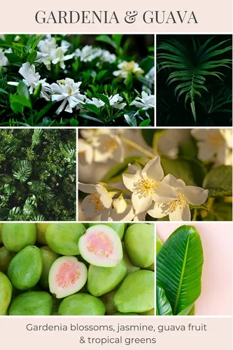 Miniatura 2 de Eco Candle Co. Vela Reciclada, Gardenia y Guayaba, 6 oz. – Aromas de Gardenia, Jazmín, Guayaba y Verdes Tropicales – 100% Cera de Soja, Sin Plomo