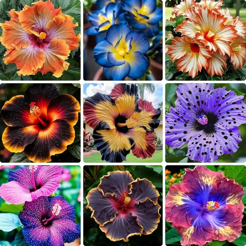 50 semillas de flores de hibisco para plantar, semillas de hibisco de colores mixtos, semillas de flores de hibisco perennes sin OMG para bordes de