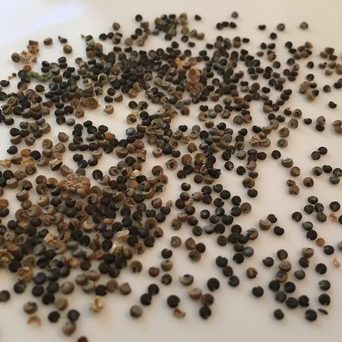 Miniatura 4 de Semillas de malva común (Malva sylvestris) Más de 25 semillas de hierbas medicinales raras en cápsulas de semillas congeladas para el jardinero